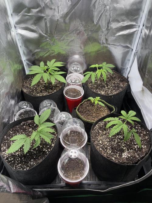 First four plants seed to harvest!. Week 2 - Moved some things around. Made Some mistakes. Learned.