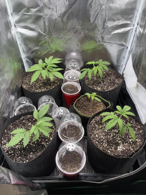 First four plants seed to harvest!. Week 2 - Moved some things around. Made Some mistakes. Learned.