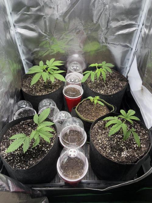 First four plants seed to harvest!. Week 2 - Moved some things around. Made Some mistakes. Learned.