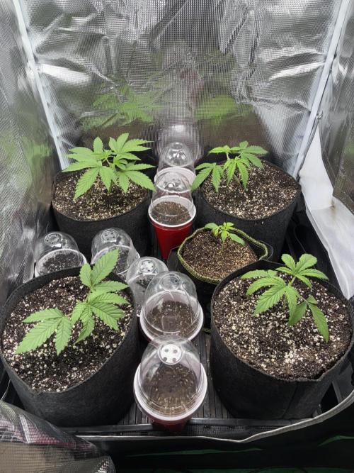 First four plants seed to harvest!. Week 2 - Moved some things around. Made Some mistakes. Learned.