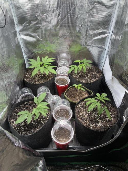 First four plants seed to harvest!. Week 2 - Moved some things around. Made Some mistakes. Learned.