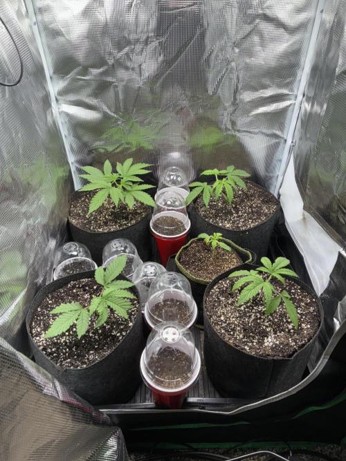 First four plants seed to harvest!. Week 2 - Moved some things around. Made Some mistakes. Learned.