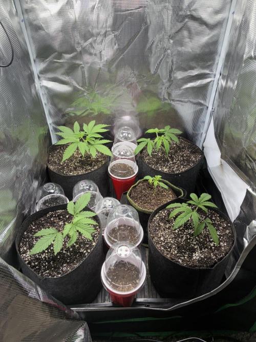 First four plants seed to harvest!. Week 2 - Moved some things around. Made Some mistakes. Learned.