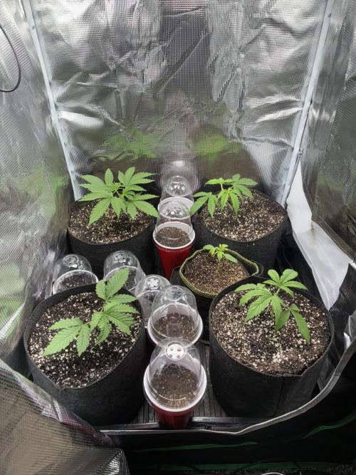 First four plants seed to harvest!. Week 2 - Moved some things around. Made Some mistakes. Learned.