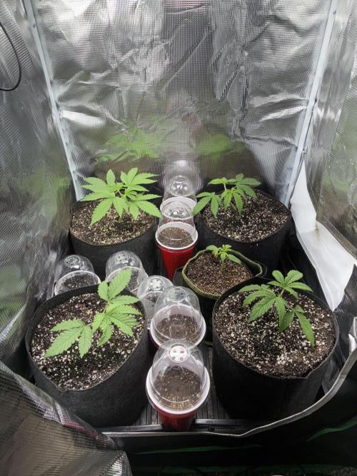 First four plants seed to harvest!. Week 2 - Moved some things around. Made Some mistakes. Learned.