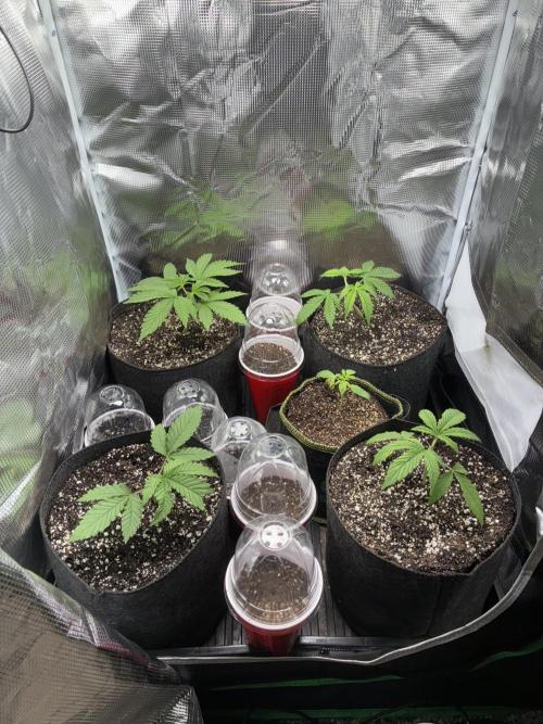 First four plants seed to harvest!. Week 2 - Moved some things around. Made Some mistakes. Learned.