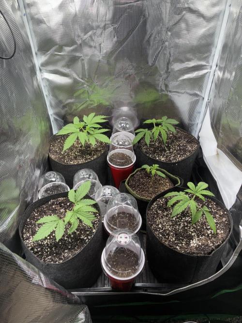First four plants seed to harvest!. Week 2 - Moved some things around. Made Some mistakes. Learned.