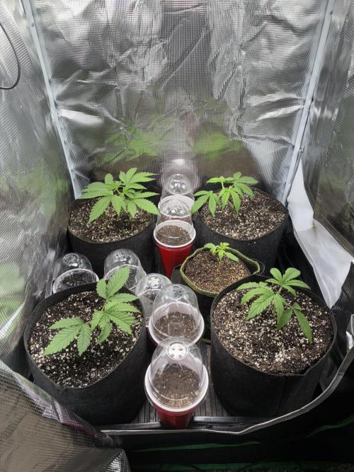 First four plants seed to harvest!. Week 2 - Moved some things around. Made Some mistakes. Learned.