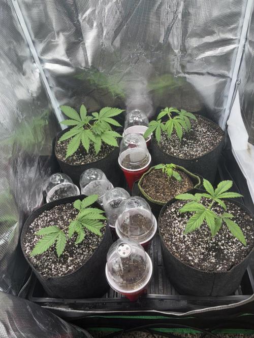 First four plants seed to harvest!. Week 2 - Moved some things around. Made Some mistakes. Learned.