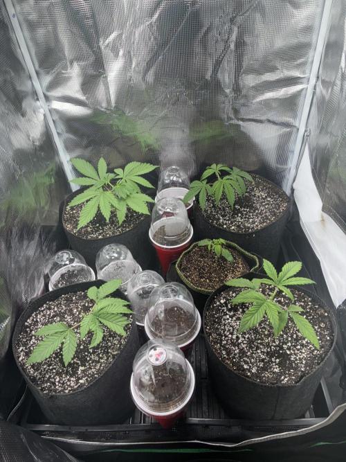 First four plants seed to harvest!. Week 2 - Moved some things around. Made Some mistakes. Learned.