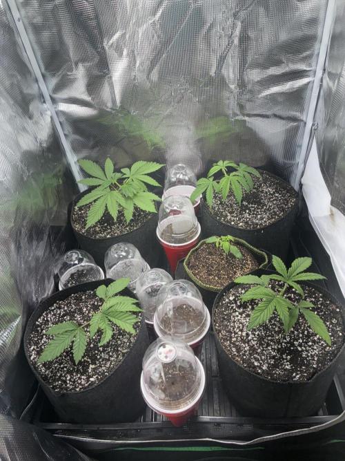 First four plants seed to harvest!. Week 2 - Moved some things around. Made Some mistakes. Learned.