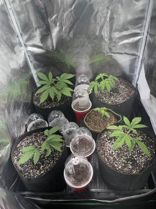 First four plants seed to harvest!. Week 2 - Moved some things around. Made Some mistakes. Learned.