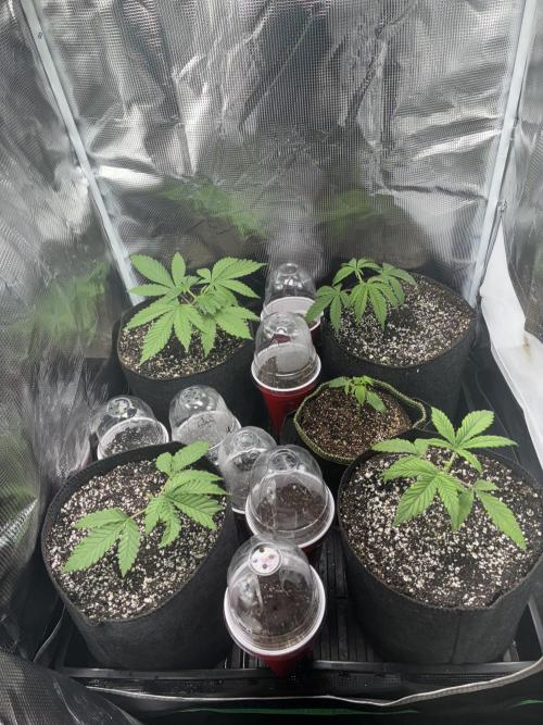 First four plants seed to harvest!. Week 2 - Moved some things around. Made Some mistakes. Learned.