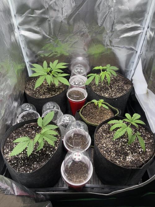 First four plants seed to harvest!. Week 3 - Little more growth.