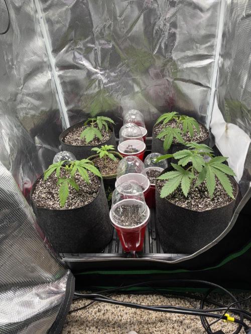 First four plants seed to harvest!. Week 3 - Little more growth.