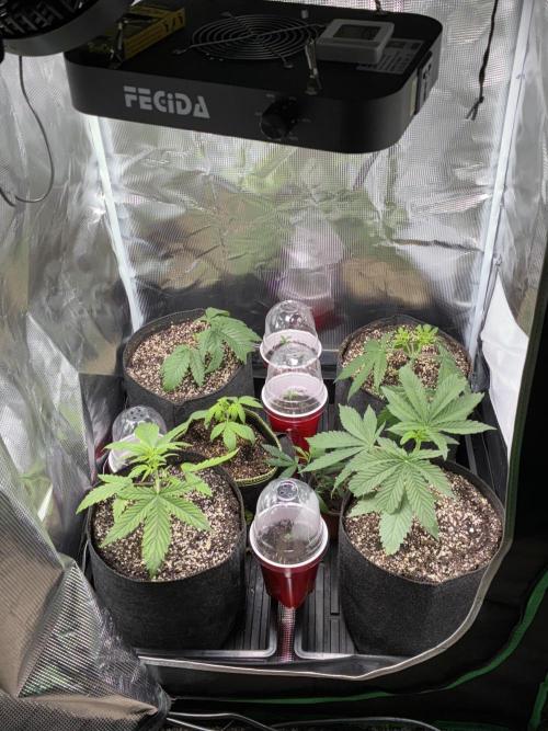 First four plants seed to harvest!. Week 3 - Little more growth.