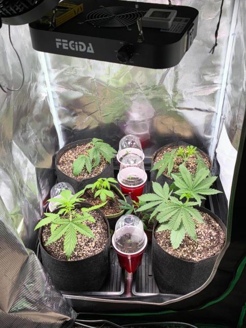 First four plants seed to harvest!. Week 3 - Little more growth.