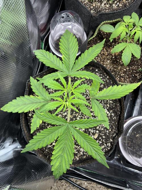 First four plants seed to harvest!. Week 4 - Columbian gold looking beautiful.