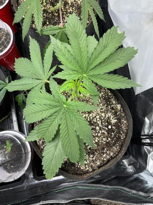 First four plants seed to harvest!. Week 4 - Columbian gold