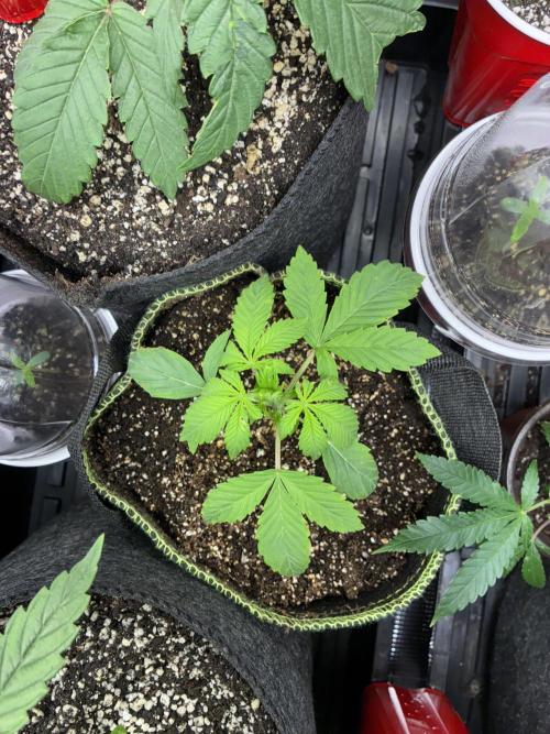 First four plants seed to harvest!. Week 4 - Columbian gold