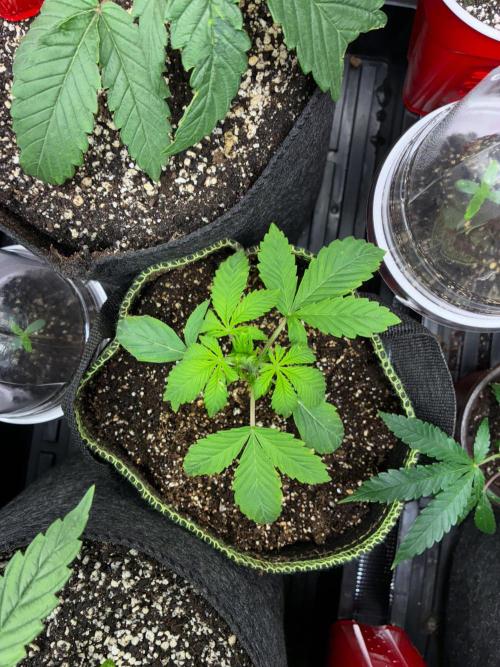 First four plants seed to harvest!. Week 4 - Columbian gold