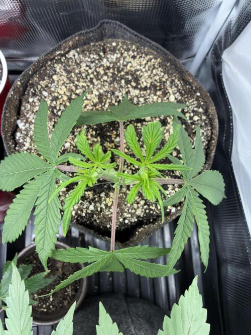 First four plants seed to harvest!. Week 4 - White widow