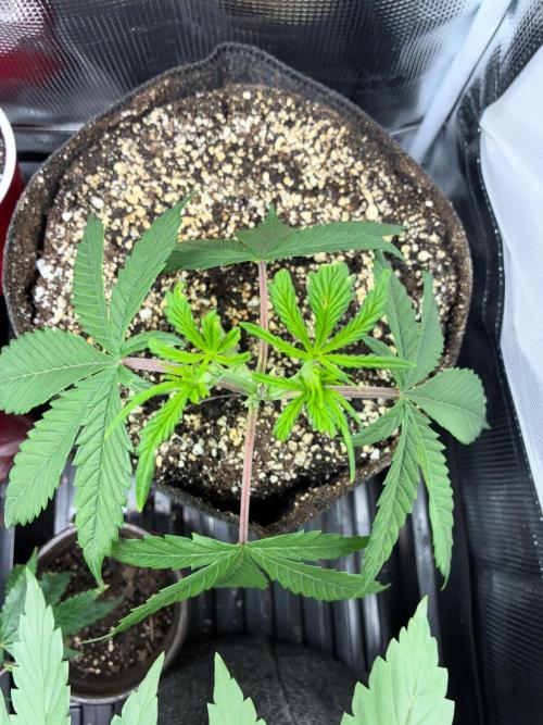 First four plants seed to harvest!. Week 4 - White widow