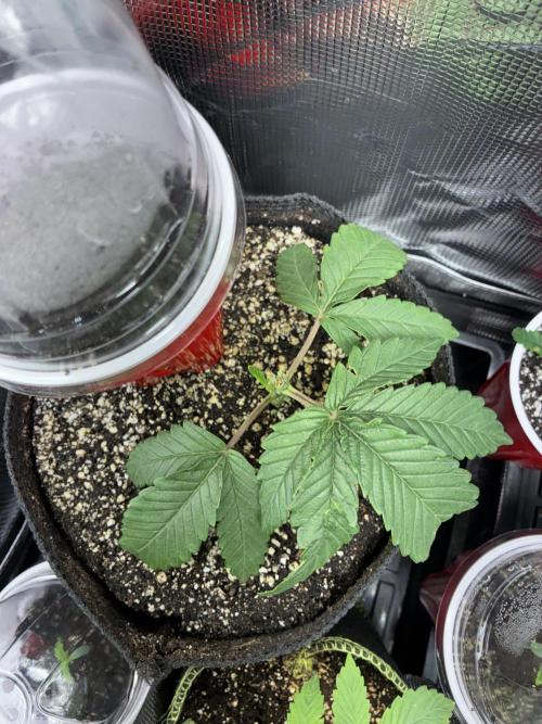 First four plants seed to harvest!. Week 4 - Columbian gold. Cut a main leaf off. Stunted.