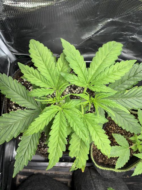 First four plants seed to harvest!. Week 5 - Columbian gold