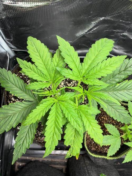 First four plants seed to harvest!. Week 5 - Columbian gold