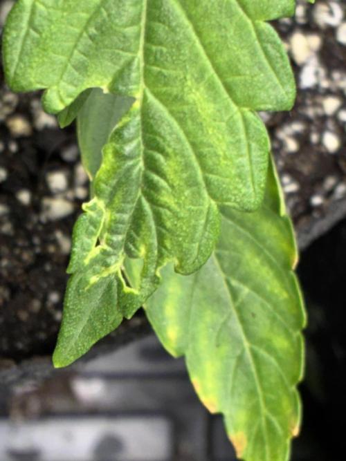 First four plants seed to harvest!. Week 5 - Trying to figure out what caused this