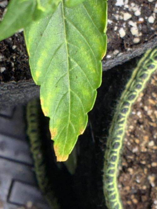 First four plants seed to harvest!. Week 5 - Some yellowing . Malnutrition or too much ?