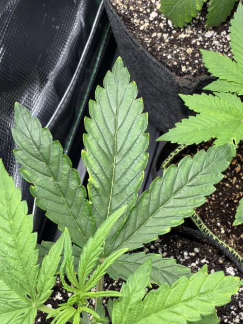 First four plants seed to harvest!. Week 5 - More yellowing