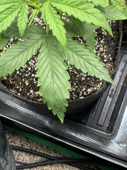 First four plants seed to harvest!. Week 5 - Yellowing