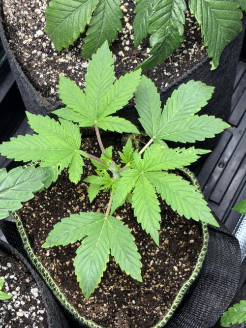 First four plants seed to harvest!. Week 5 - This was outside