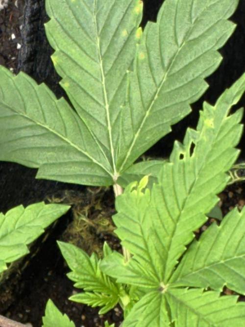 First four plants seed to harvest!. Week 5 - Yellowing