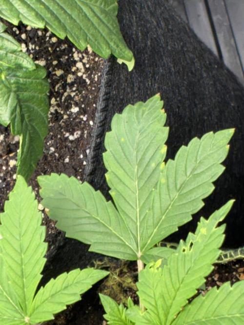 First four plants seed to harvest!. Week 5 - Yellowing