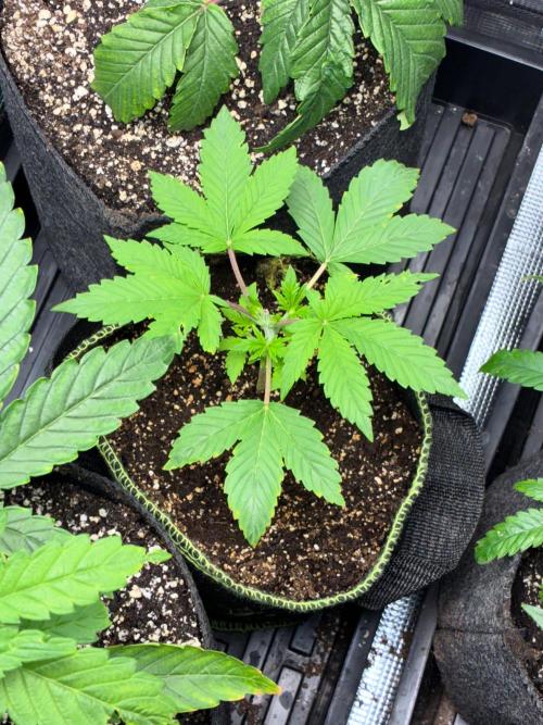 First four plants seed to harvest!. Week 5