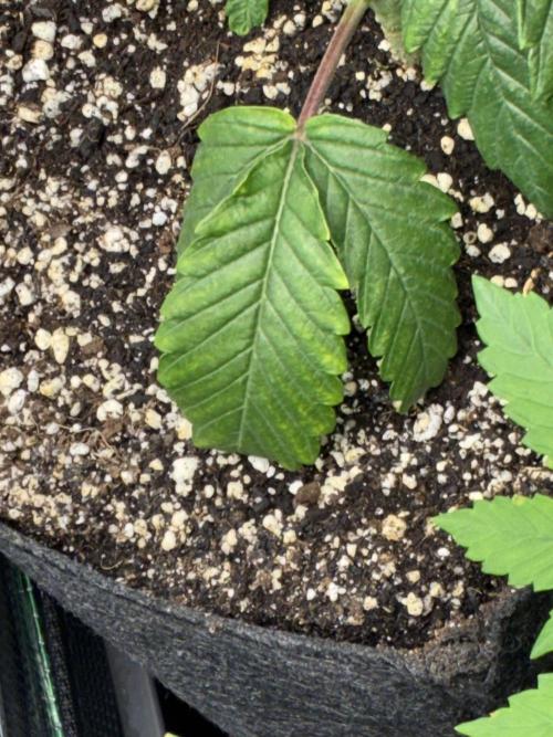 First four plants seed to harvest!. Week 5 - Yellow / stunted