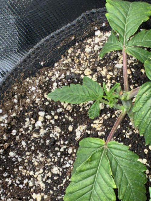 First four plants seed to harvest!. Week 5 - Got some new growth on our stunted plant!!!!!