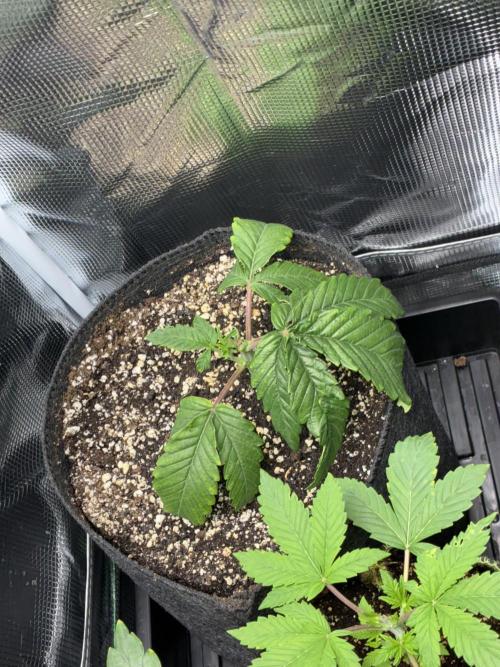 First four plants seed to harvest!. Week 5 - New growth!!
