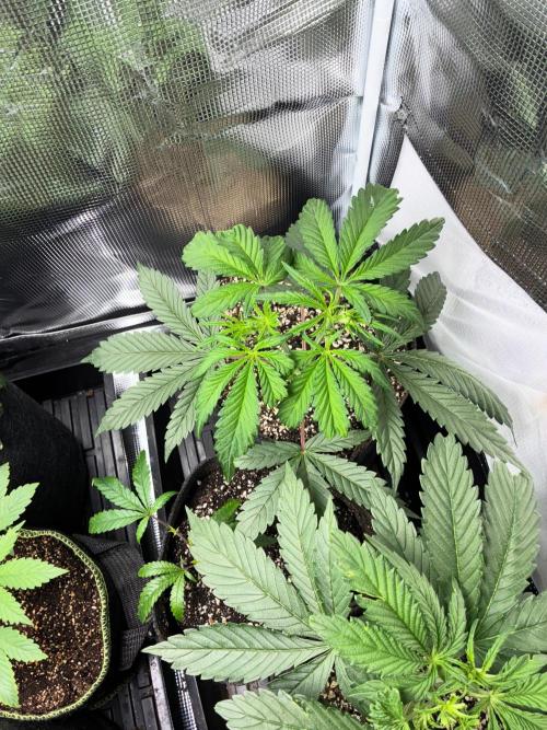 First four plants seed to harvest!. Week 5 - White widow