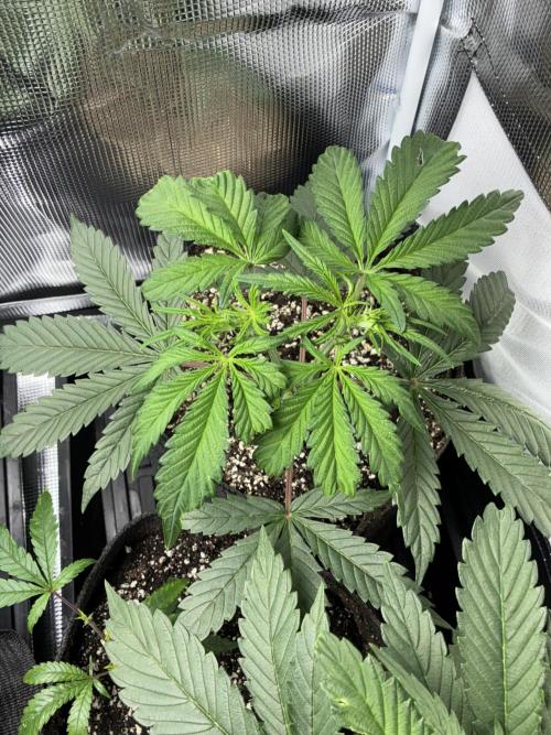 First four plants seed to harvest!. Week 5 - White widow