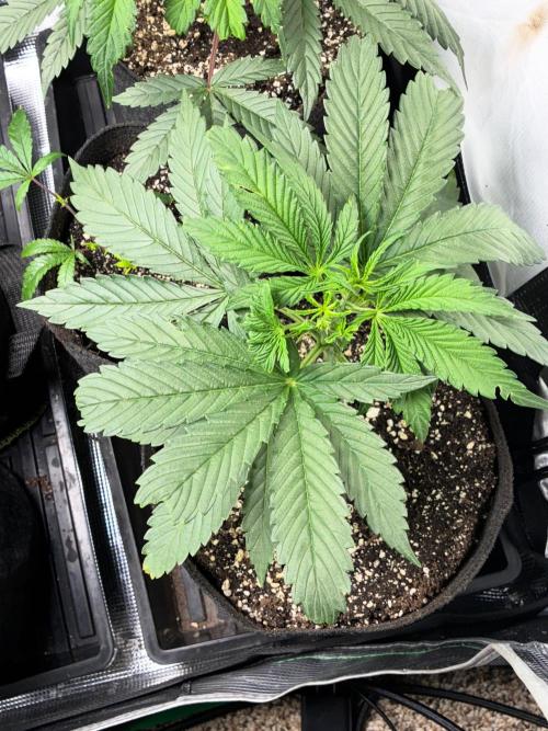 First four plants seed to harvest!. Week 5 - Columbian gold