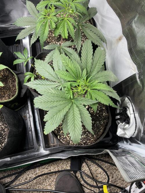 First four plants seed to harvest!. Week 5