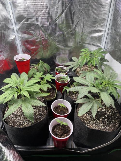 First four plants seed to harvest!. Week 6 - Beautiful growth 