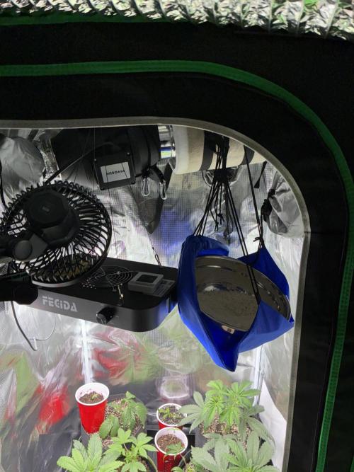 First four plants seed to harvest!. Week 6 - Little tent setup. Humidity rising so added rice to try to combat since budget