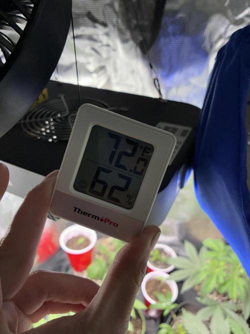 First four plants seed to harvest!. Week 6 - Humidity and temp 72 62