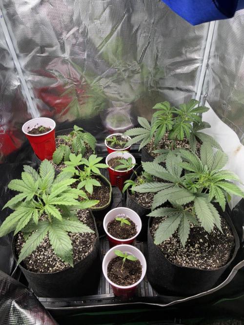 First four plants seed to harvest!. Week 6 - Beautiful ladies