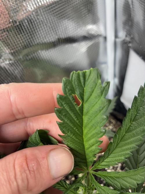 First four plants seed to harvest!. Week 6 - Trying to figure out what caused this